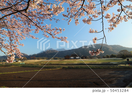 北条大池の桜　　　　 50453284