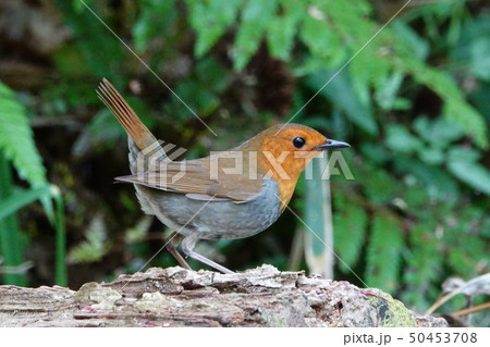 コマドリ (駒鳥) コマドリ (駒鳥) 50453708