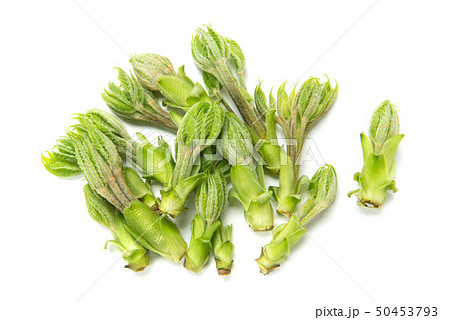 コシアブラ コシアブラ 50453793