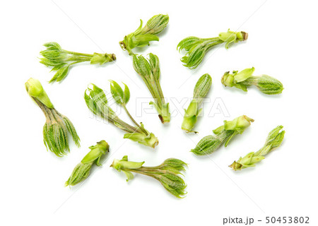 コシアブラ コシアブラ 50453802