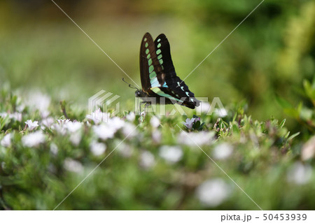 アオスジアゲハの訪花 50453939