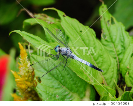 シオカラトンボ シオカラトンボ 50454003