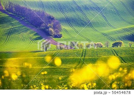 Spring sunset landscape photo of Moravian Tuscany Spring sunset landscape photo of Moravian Tuscany 50454678