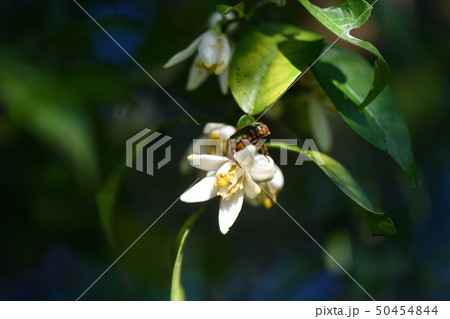 ハナムグリと柚子の花 ハナムグリと柚子の花 50454844