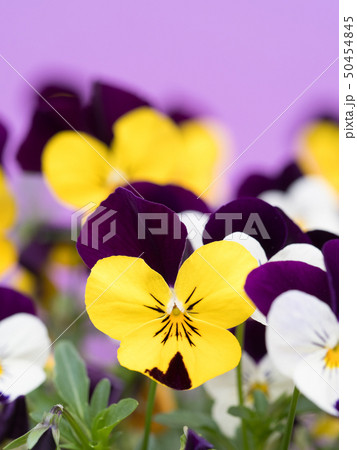 ビオラの花 50454845