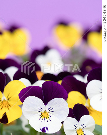ビオラの花 50454846