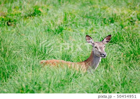 Doe female in grass. Doe female in grass. 50454951