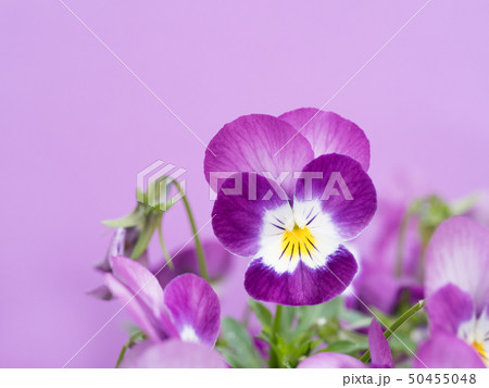 ビオラの花 50455048