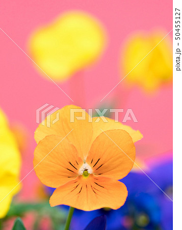 ビオラの花 50455127