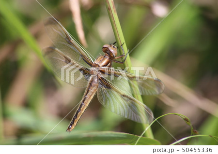 ベッコウトンボ 50455336