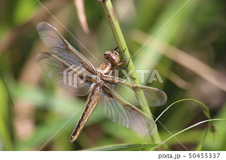 ベッコウトンボ 50455337