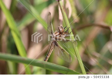 ベッコウトンボ ベッコウトンボ 50455338
