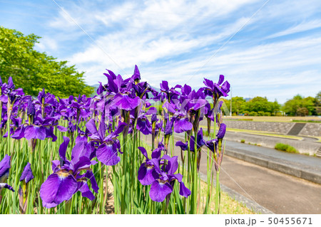 滝沢川公園　滝沢川河川公園　アヤメ祭り　南アルプス市 50455671