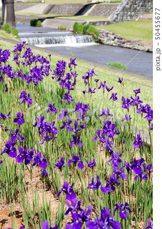 滝沢川公園 滝沢川河川公園 アヤメ祭り 南アルプス市 滝沢川公園 滝沢川河川公園 アヤメ祭り 南アルプス市 50455677