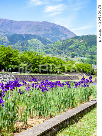 滝沢川公園　滝沢川河川公園　アヤメ祭り　南アルプス市 50455678
