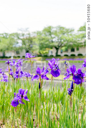 滝沢川公園 滝沢川河川公園 アヤメ祭り 南アルプス市 滝沢川公園 滝沢川河川公園 アヤメ祭り 南アルプス市 50455680