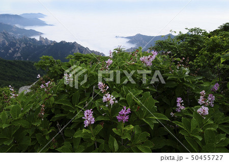 野生の花 花 雪岳山 50455727