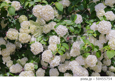 青空下の白紫陽花のイメージ アジサイ 長谷寺の写真素材 青空下の白紫陽花のイメージ アジサイ 長谷寺の写真素材