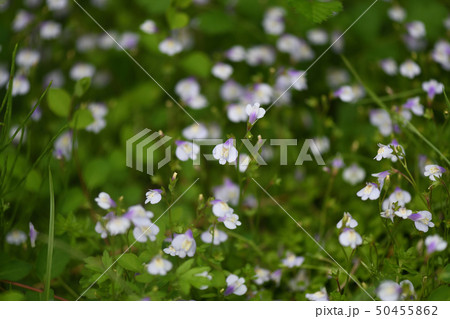 トキワハゼの群生 50455862