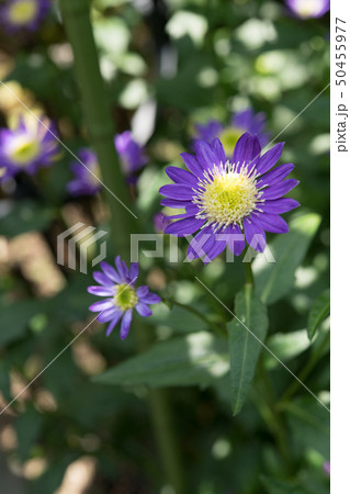 ミヤコワスレ 50455977