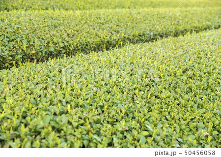 お茶畑イメージ お茶畑イメージ 50456058