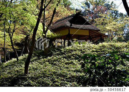 六義園 新緑のつつじ茶屋 六義園 新緑のつつじ茶屋 50456617