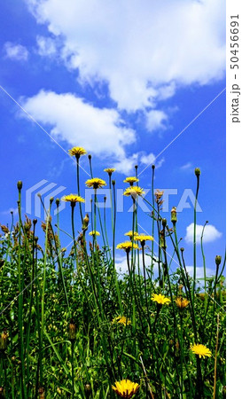 タンポポと青空 50456691