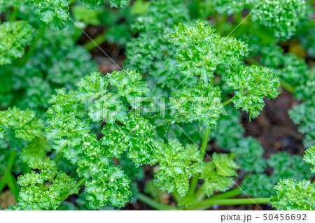 パセリ 50456692