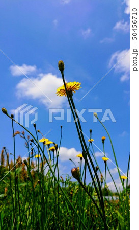 タンポポと青空 タンポポと青空 50456710