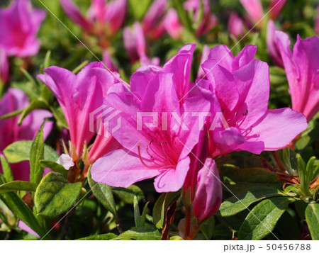 サツキの花 皐月 サツキの花 皐月 50456788