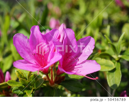 サツキの花 皐月 サツキの花 皐月 50456789