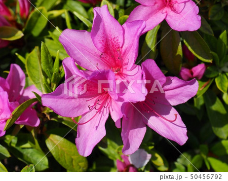 サツキの花　皐月 50456792