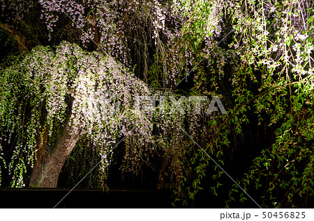 武家屋敷の夜桜 角館 武家屋敷の夜桜 角館 50456825
