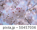 さくら　さくら 50457036