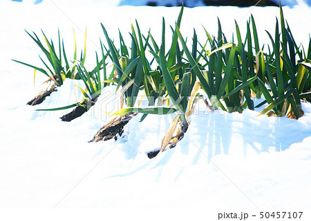 風景 雪のネギ畑 風景 雪のネギ畑 50457107