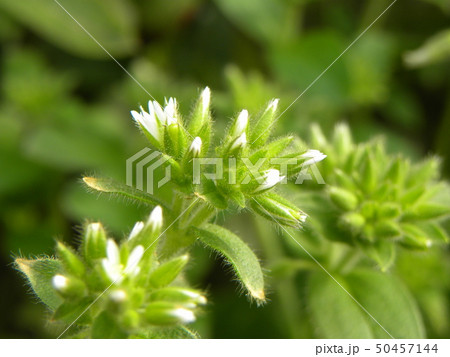 春の野草オランダミミナグサの白い花の写真素材