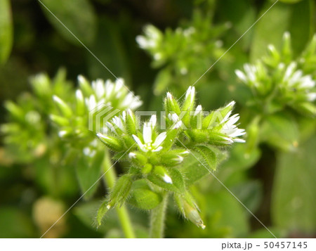 春の野草オランダミミナグサの白い花 春の野草オランダミミナグサの白い花 50457145