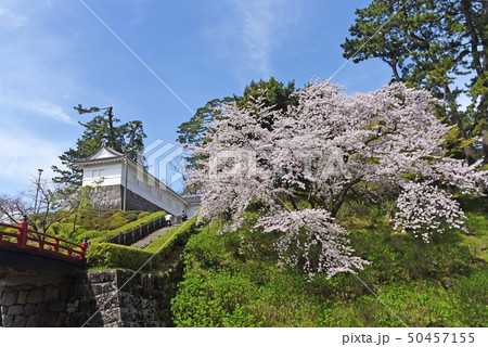 小田原城 桜 小田原城 桜 50457155