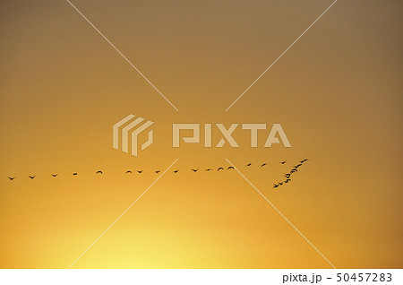 マガンの群れ 50457283