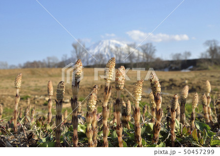 土筆と羊蹄山 土筆と羊蹄山 50457299