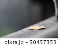 蛾の交尾 50457353