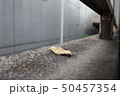 蛾の交尾 50457354