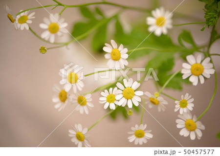 マトリカリア 50457577