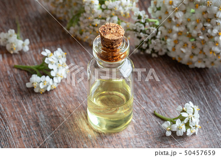A bottle of yarrow essential oil with yarrow A bottle of yarrow essential oil with yarrow 50457659