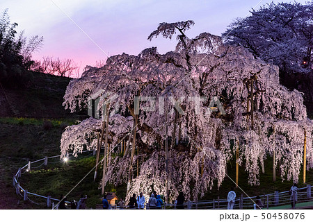 三春滝桜 三春滝桜 50458076