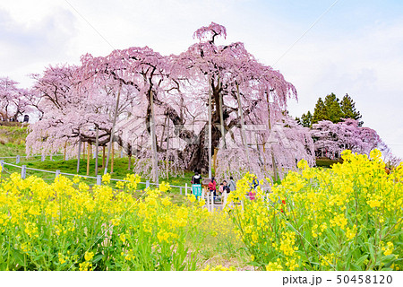 三春滝桜 50458120