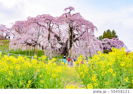 三春滝桜 三春滝桜 50458121