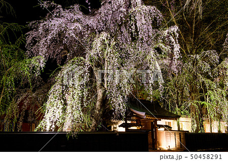 角館 夜桜 秋田県 角館 夜桜 秋田県 50458291