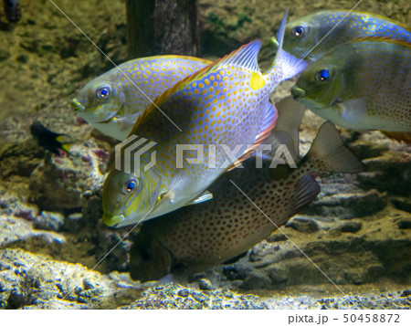 沖縄県　美ら海水族館　ゴマアイゴ 50458872