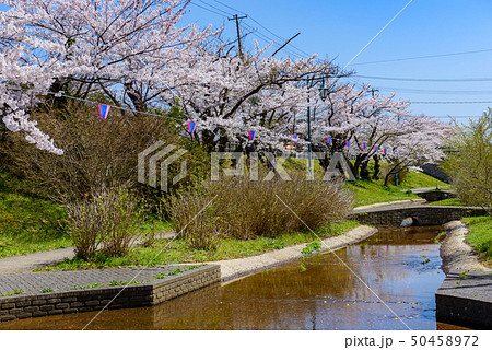 秋田市新屋桜祭り 秋田市新屋桜祭り 50458972